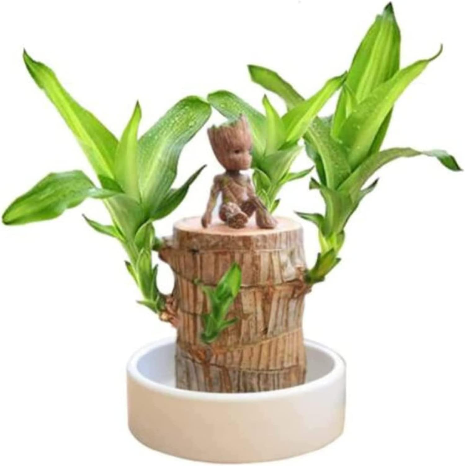 2022 Mini Brazilian Lucky Wood, Hydroponic Potted Stump Mini Plant, Indoor Office Desk Plant, Purifying Indoor Air Four Seasons Potted Plant (Brazilian Wood+Doll)