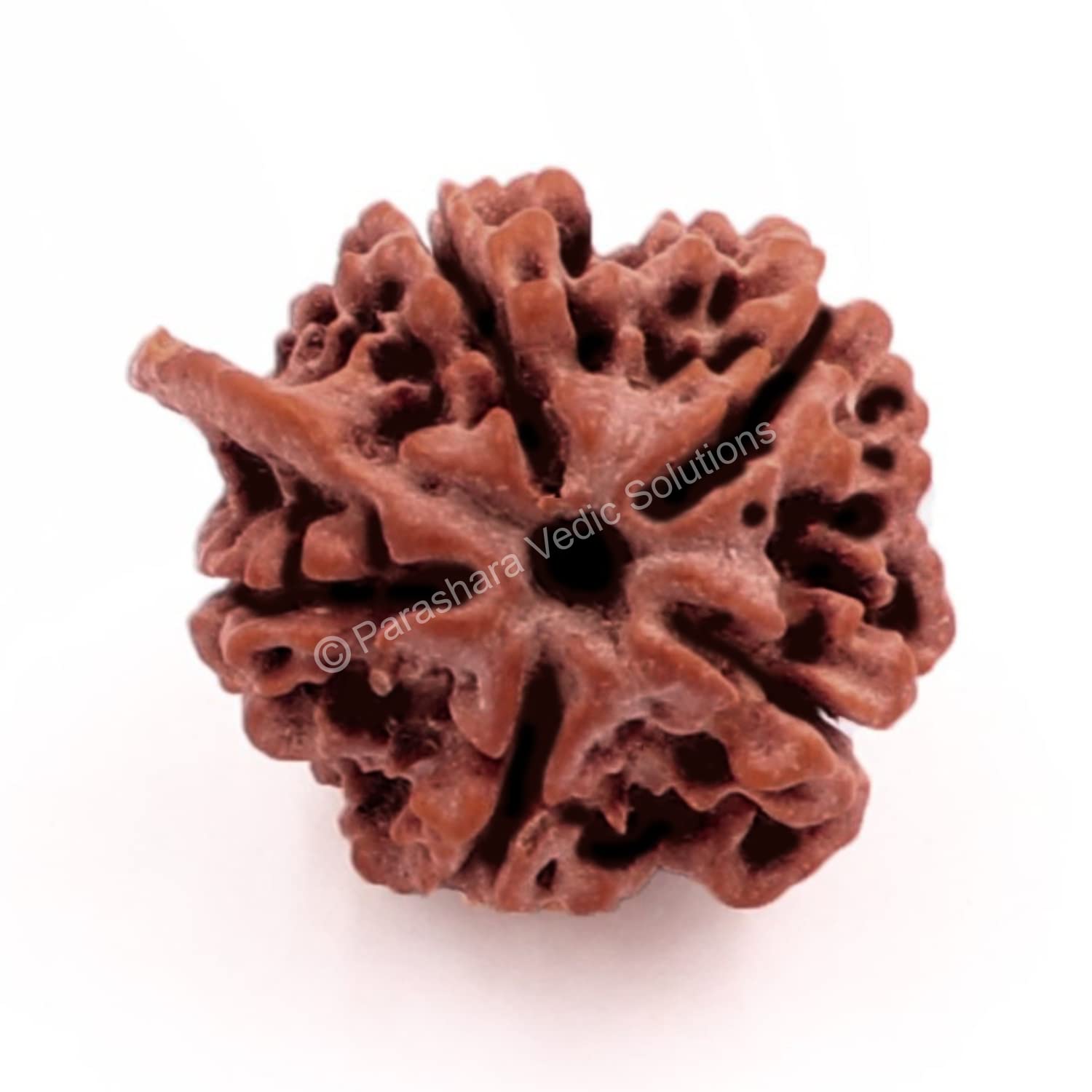 ARKAM Ganesh Rudraksha Certified/Original Nepali Ganesh Rudraksh/Natural Ganesh Rudraksha (Brown) with Certificate and Puja Instructions (B09MKRL7LB) Amazon Price History, Amazon Price Tracker