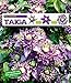BALDUR Garten Gefüllte Clematis Taiga® 1 Pflanze Waldrebe winterhart Klematis mehrjährige blühende Kletterpflanzen