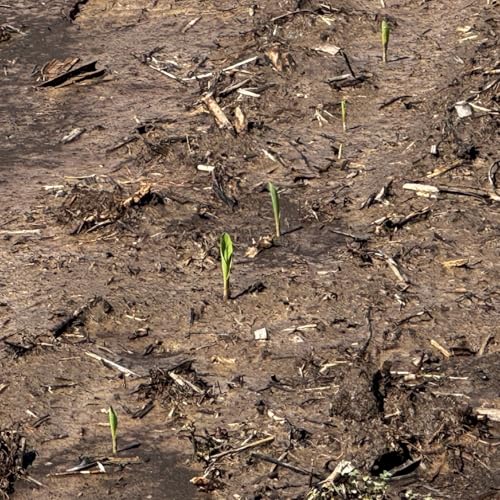 Heavy Rain vs. New Crops: A Regional Agronomy Update on Corn and Soybeans Emerging