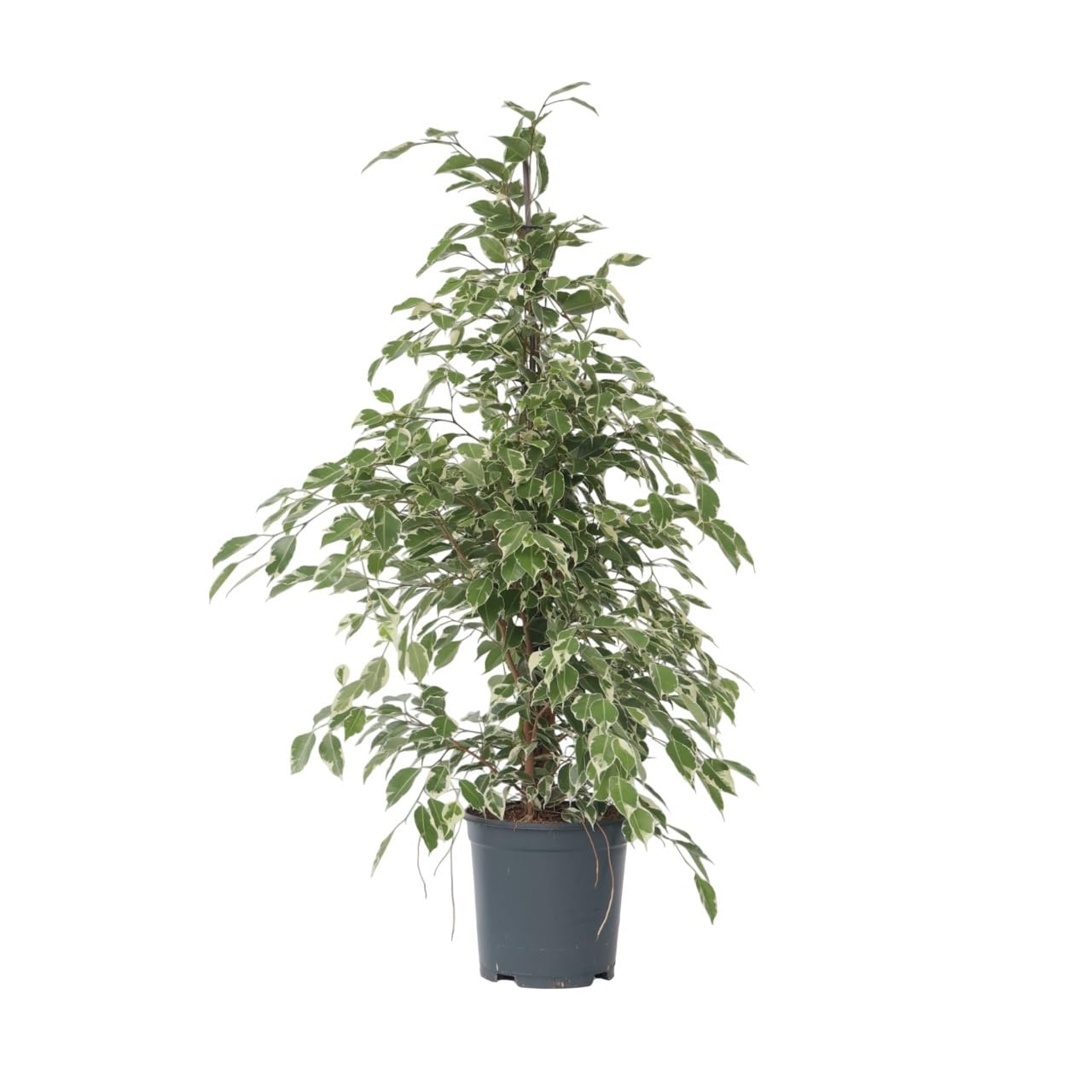 Plant in a Box - Ficus Benjamina Twilight - Vera pianta da appartamento grande - Vaso 21cm - Altezza 100-110cm