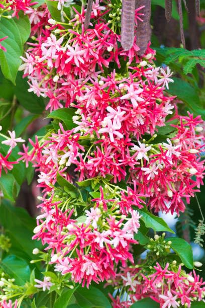 Double petal rangoon creeper,High Fragrance Creeper Live Flower Madhumalati Plant (Pack of 1 Healthy live plant)-image-15