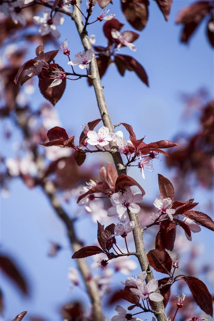 Blutpflaume Prunus cerasifera Nigra 100-125 cm Solitär winterhart