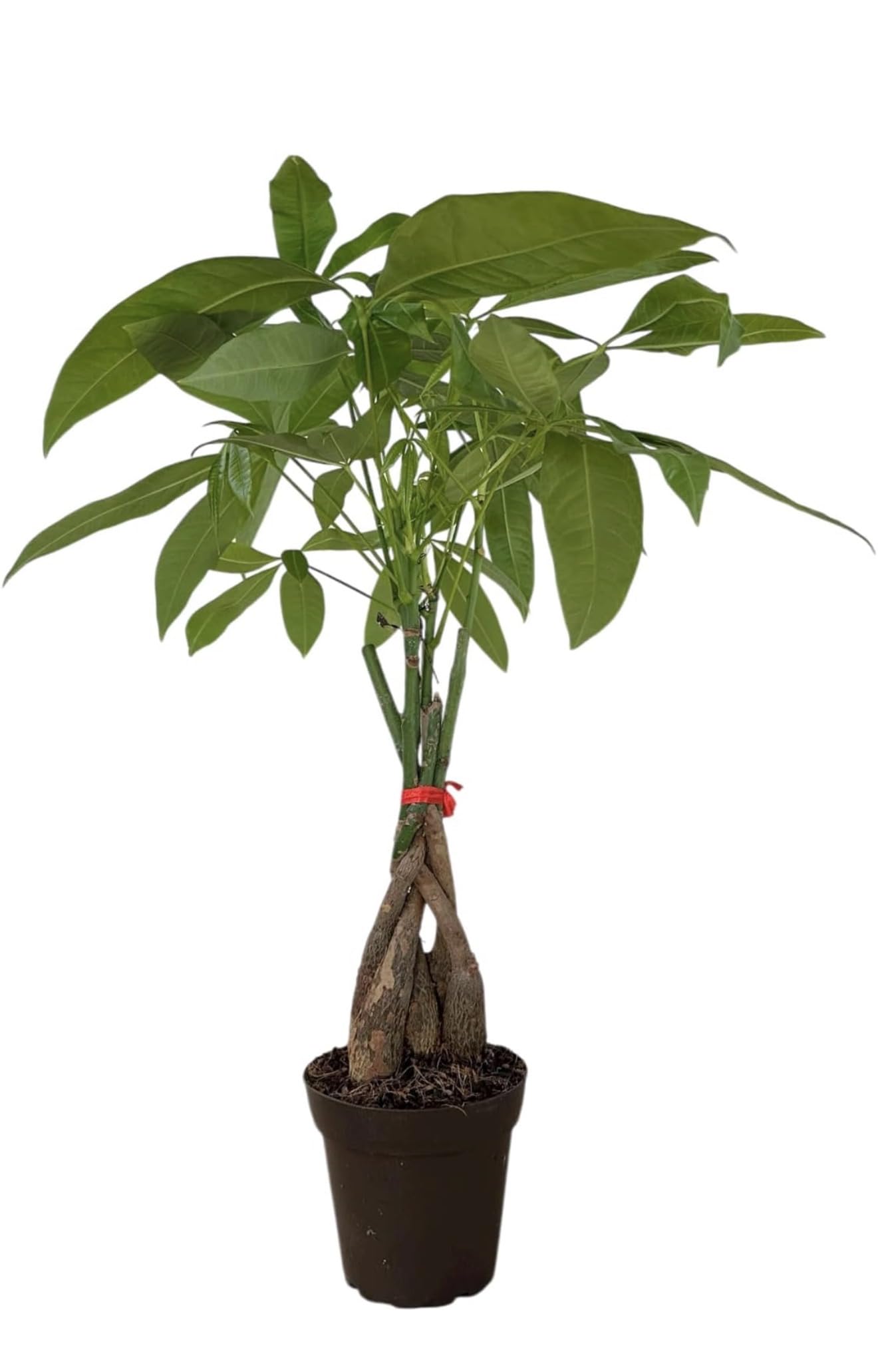 Money Tree Hopewind