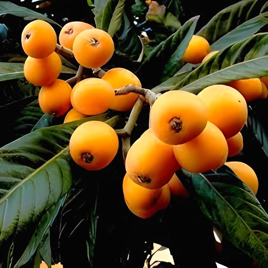Image of Sweet & Testy inch Loquat Fruit inchTree grafted plant || For Home Garden fruit tree plant outdoor indoor plant.