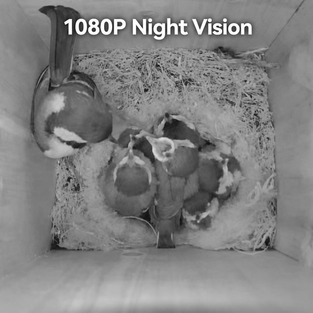 Cámara solar para pájaros con WiFi, cámara inalámbrica HD Nest Box con visión nocturna, transmisión en vivo de pájaros de jardín a tu teléfono, cámara de vida silvestre alimentada por energía