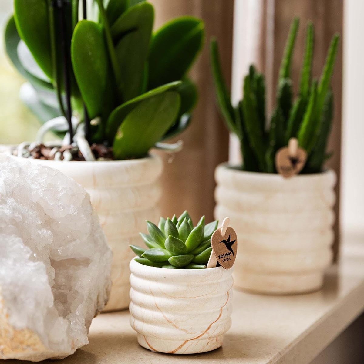 Ensemble de plantes de colibri - Slow Living - Phalaenopsis Orchidée Lausanne - Succulente + pots en céramique sur plateau