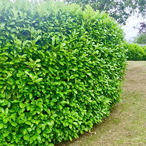 15 Cherry Laurel Evergreen Hedging 40-60cm Potted Not Bareroot By Sunnyside Nurseries