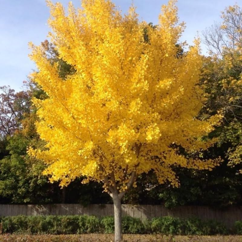 Ginkgo Tree Live in Quart Pot, 6 to 12 Inch Tall, Perennial Ginkgo Tree Live Plant Potted, Colorful Leaves, Dormant in Winter