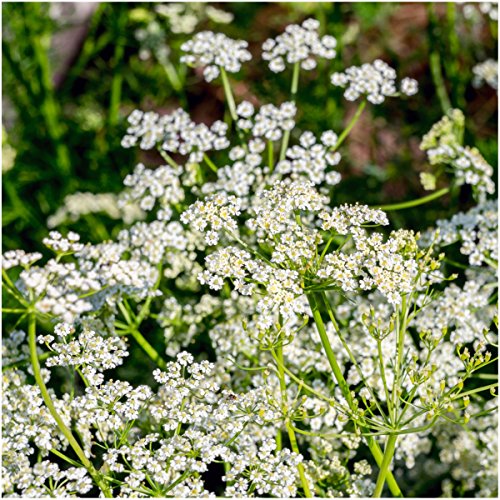 Seed Needs, Caraway Seeds - 600 Heirloom Seeds for Planting Carum carvi - Home Grown Culinary Non-GMO & Untreated for an Indoor/Outdoor Herb Garden (1 Pack) - Image 2
