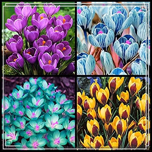 Krokus BlumenzwiebelnWinterhart Krokus Zwiebeln,Es Lohnt Sich Zu