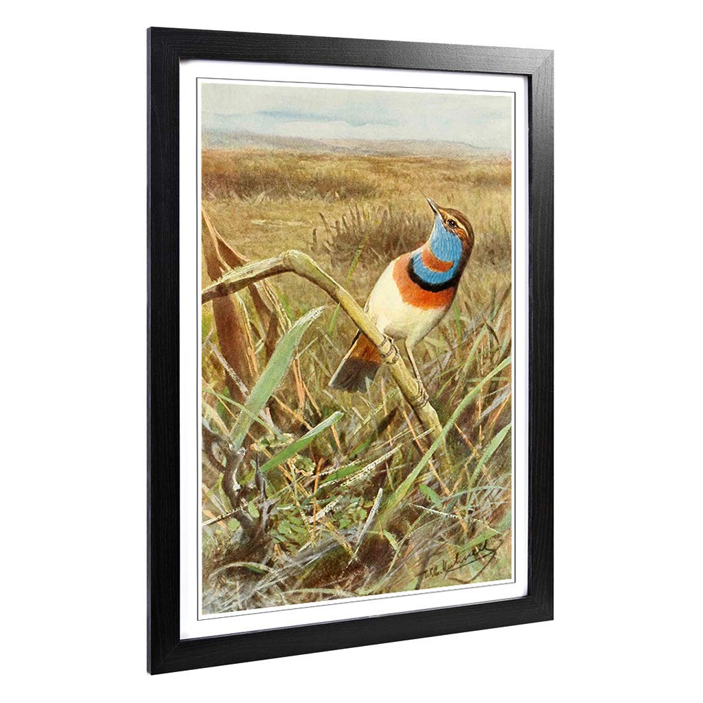 Big Box Art Framed Print of Vintage W Kuhnert Tundra Bluethroat Design | Wall Art Picture | Home Decor for Kitchen, Living Room, Bedroom, Hallway, Black, A2 / 24.5x18 Inch / 62x45cm