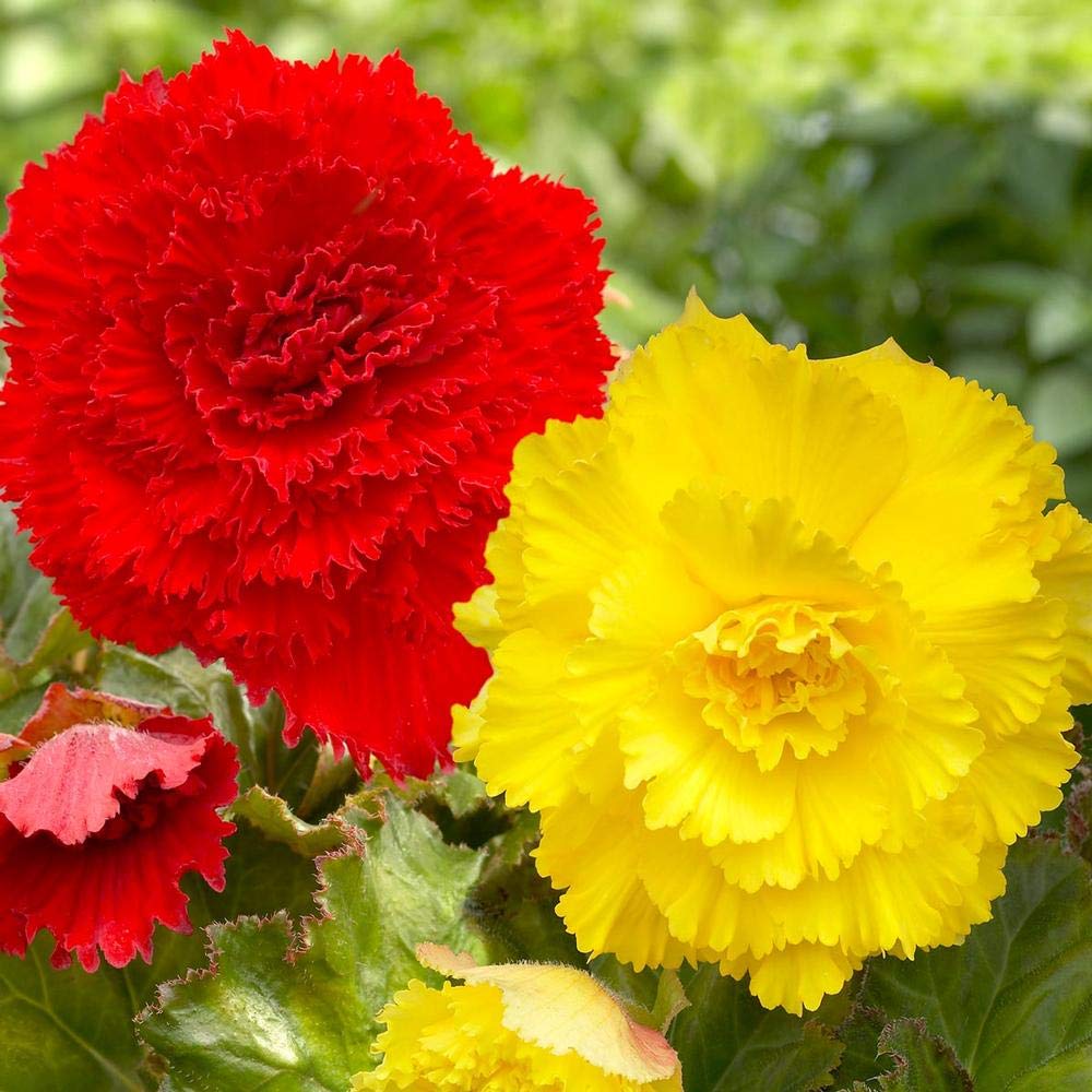 Green-Plaza Begonia Tuberous Flower Bulb Pack of 6 Different Colour Bulbs (B085RPKPDC) Amazon Price History, Amazon Price Tracker