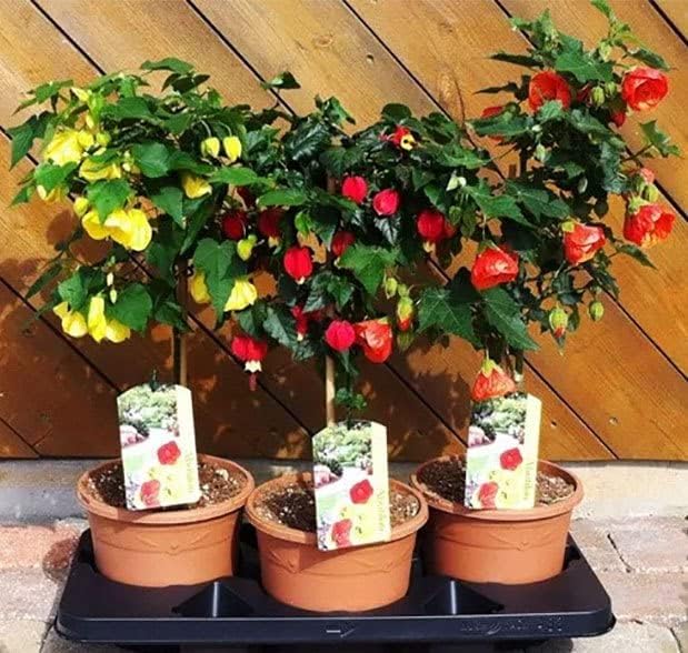 Miniatura 6 de KIRA SEEDS - Semillas de mezcla de arce floreciente Abutilon cultivar en interiores para plantar sin OMG (50 semillas en paquete)