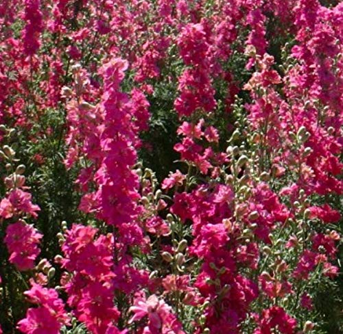 F1 Hybrid Larkspur Rocket Carmine Flower Seeds for Home Gardening-25 Seeds-image-3
