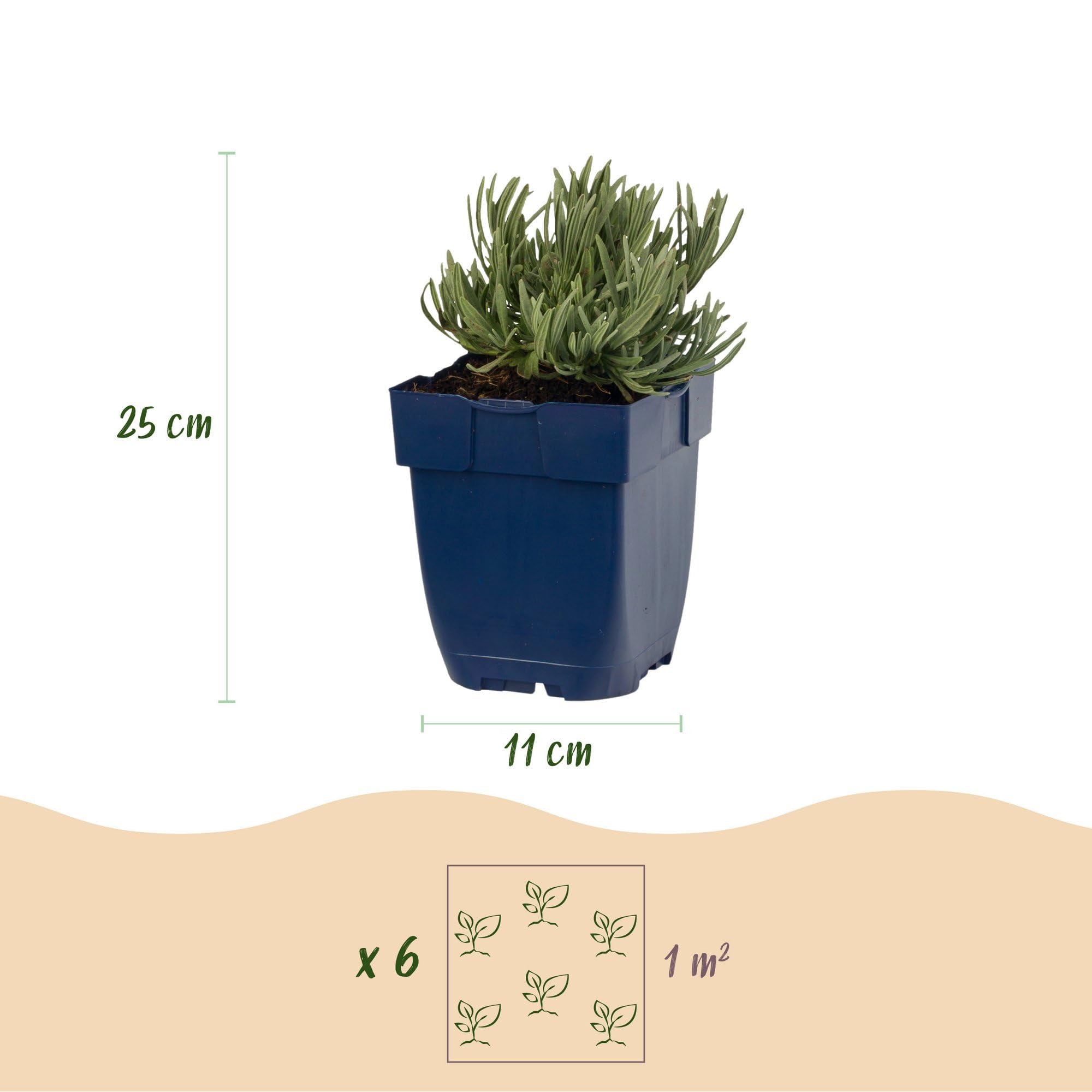 Lavanda Dwarf Blue Piante Perenni Profumate, Viola, Set da 6, Vaso 11cm