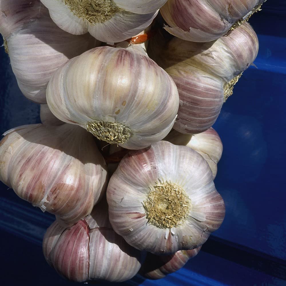 Garlic Eden Rose Garden Plant Hardy Bulb Vegetable Plant Autumn Planting 2 Bulbs by Thompson & Morgan (2)
