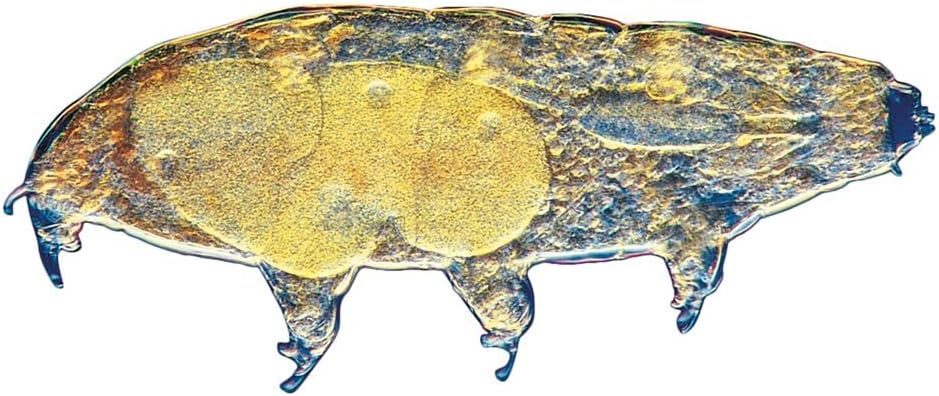 Water Bear (Tardigrade) Culture, Living