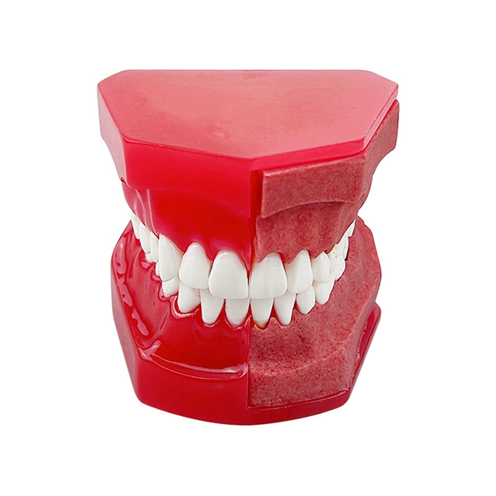 Milchzahnmodell für Kinder, 1: 1-Ersatzzahnmodell, Oralmodell, Milchzahn, alternatives Anzeigemodell, Zahnmodell