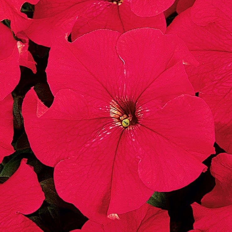 Park Seed Dreams Red Petunia Seeds