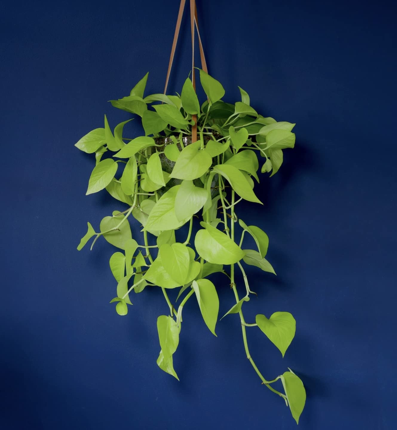 Indoor Plant - Scindapsus Golden NEON POTHOS in 15cm Hanging Pot