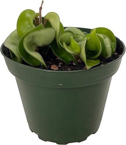 Planta de cuerda hindú india - Hoya - Exótica/Fácil - Maceta de 4"