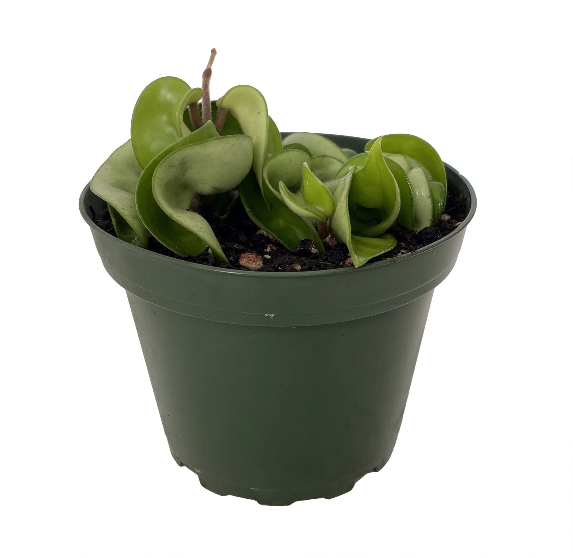 Hirt's Gardens Hindu Rope 4 Inch Pot