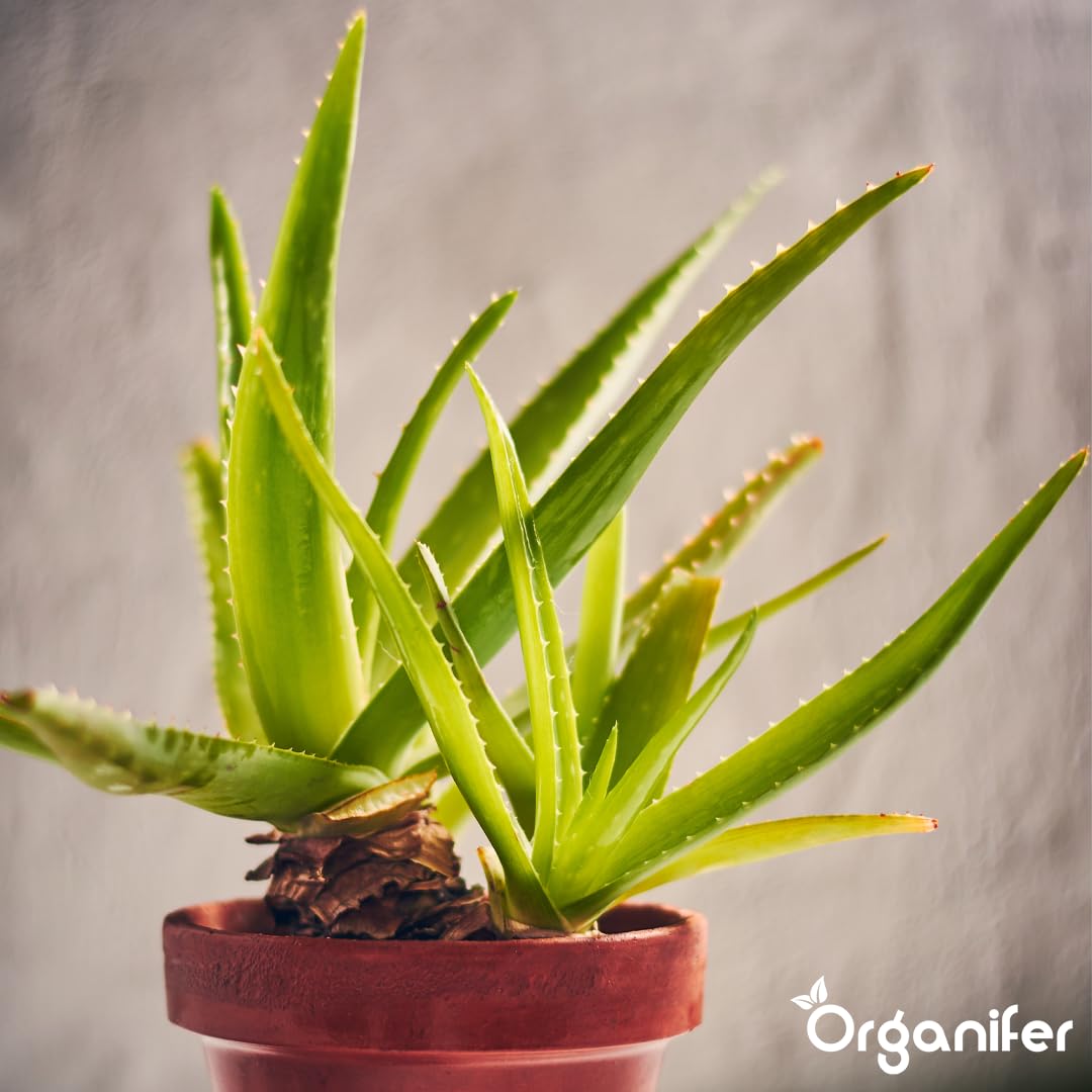 Fertilizante Líquido Para Aloe Vera - 2x1L - NPK 2-1-8 | Fertilizante Para Hojas Fuertes Y Suculentas Sanas - Favorece Raíces Y Vitalidad - Organifer