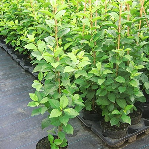 Achat (S) süßfruchtige Sauerkirsche Buschbaum kleinbleibend 100-125 cm 3,5 Liter Topf