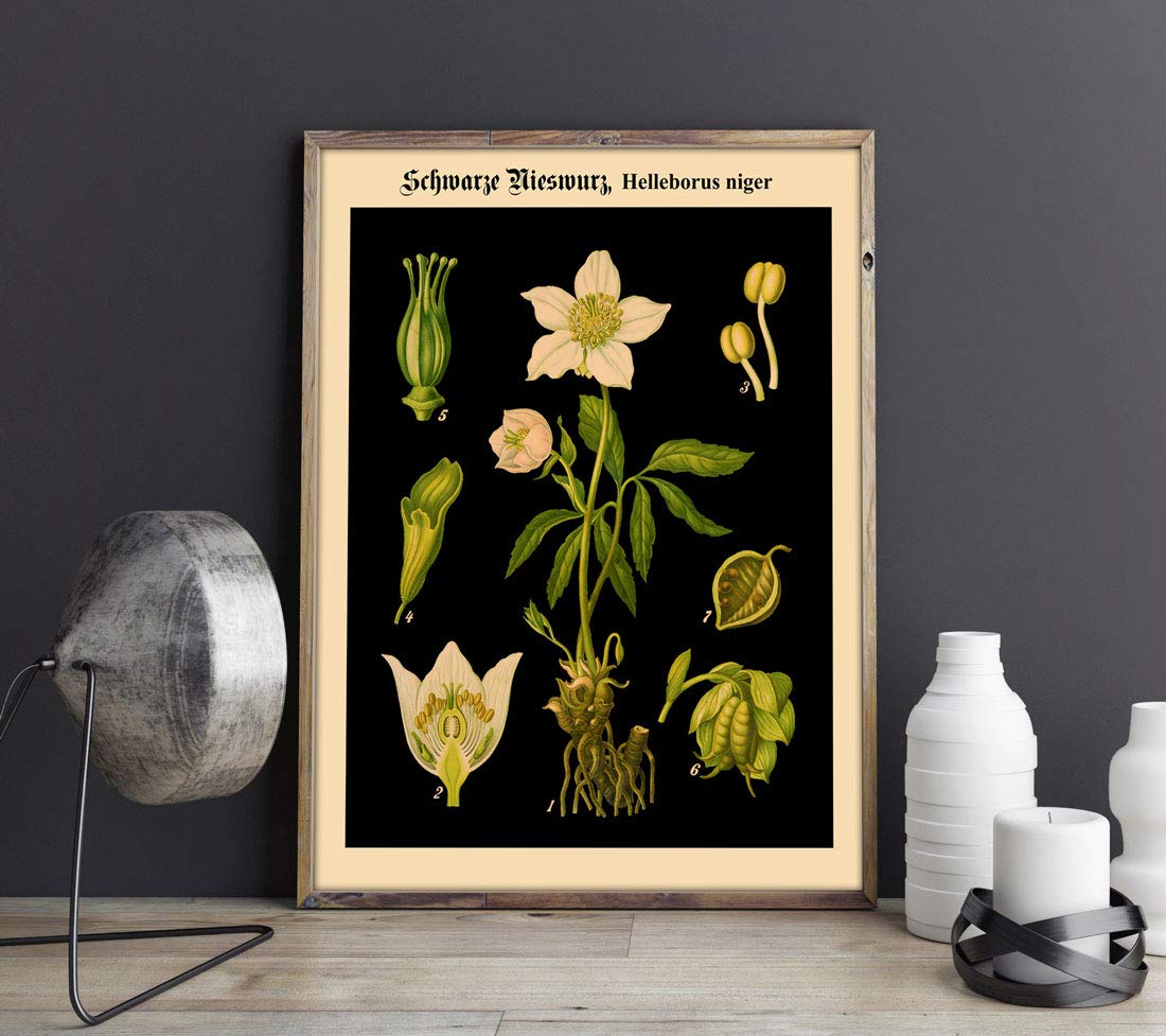 Tableau botanique imprimé sur fond noir de style carte pédagogique allemande en 16 x 20 pouces