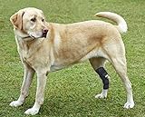 RockPet Gelenkbandage für das Hinterbein ihres Hundes (L)
