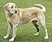 RockPet Gelenkbandage für das Hinterbein ihres Hundes (L)