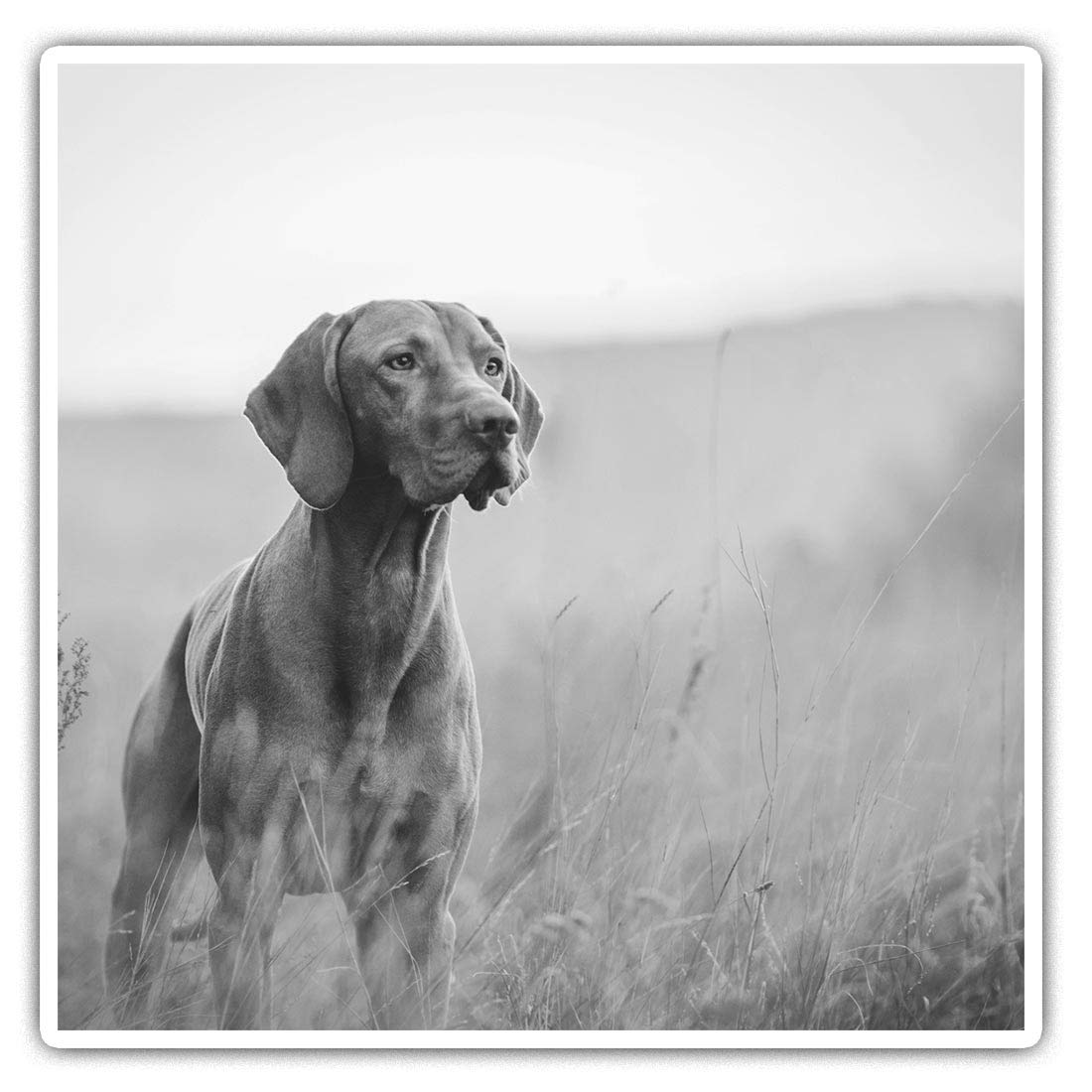 Destination Vinyl Ltd Multi Square Stickers (Set Of 2) 7.5Cm Bw - Hungarian Pointer Vizsla Dog 35324