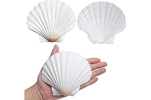 Scallop Shells for Exclusive Crafts: Adorn Your Creations with Nature's Beauty