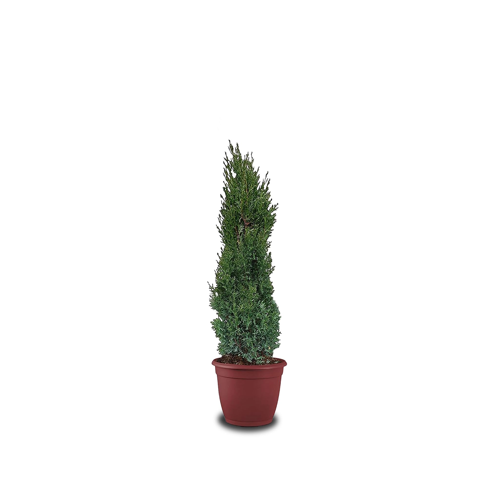 Tropictrees Cypres d'Italie Rustique - Cupressus Semperviren avec 120 cm de Hauteur - Véritable Arbre pour l'intérieur et l'extérieur - Plante Exterieur Jardin en Pot