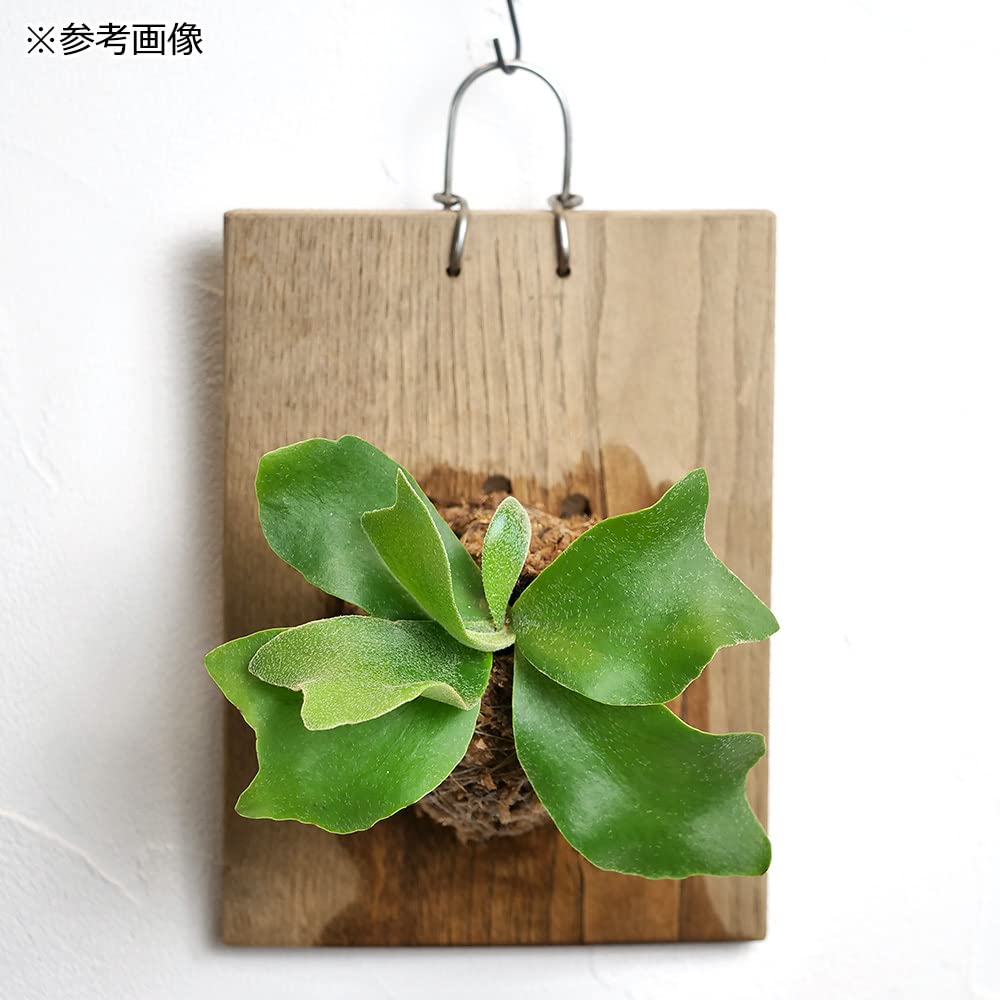 チャーム ビカクシダ コウモリラン 観葉植物