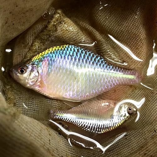 ※大きいサイズのセット※（淡水魚）タイリクバラタナゴ L（5〜6ｃｍ±）（オス・3匹）【生体】のサムネイル