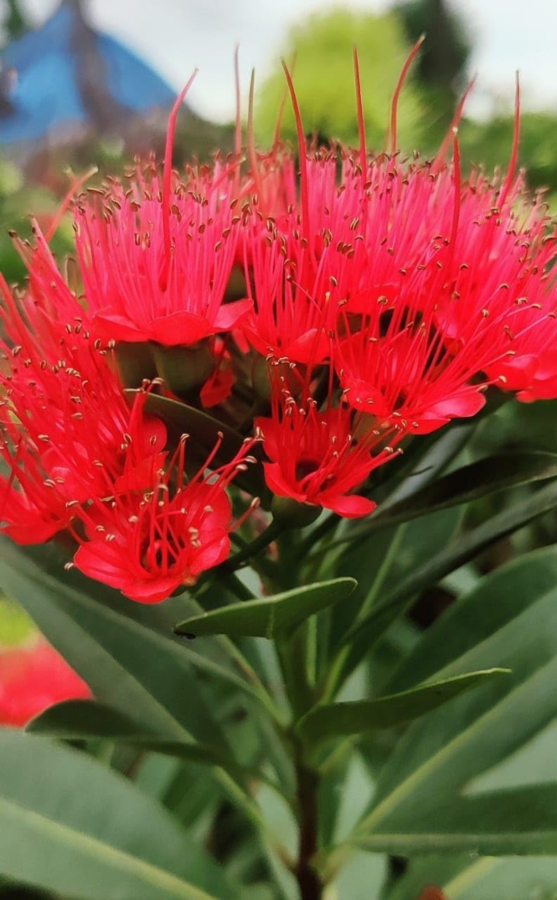 BISWAS PLANTS HOUSE` Red First Love Good Fragrant Flower Live Plant (pack of-1 healthy plant) WB52 (B0CQPF9Z49) Amazon Price History, Amazon Price Tracker