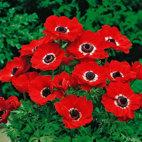 PLANTOGALLERY Anemone Flower Bulbs (Red) - Pack of 5 (B07WNR3V6T) Amazon Price History, Amazon Price Tracker
