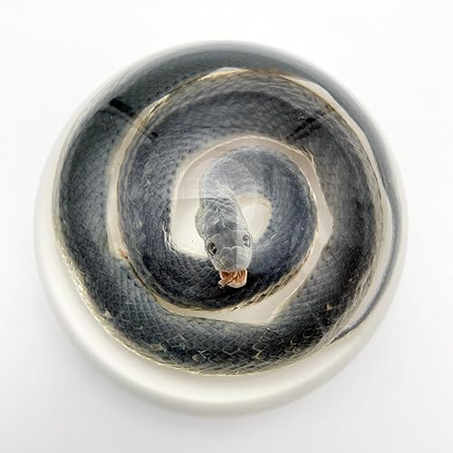 Miniatura 32 de Especímenes de esqueleto de tortuga real en manualidades de pisapapeles de resina, colección de taxidermia de animales para educación científica