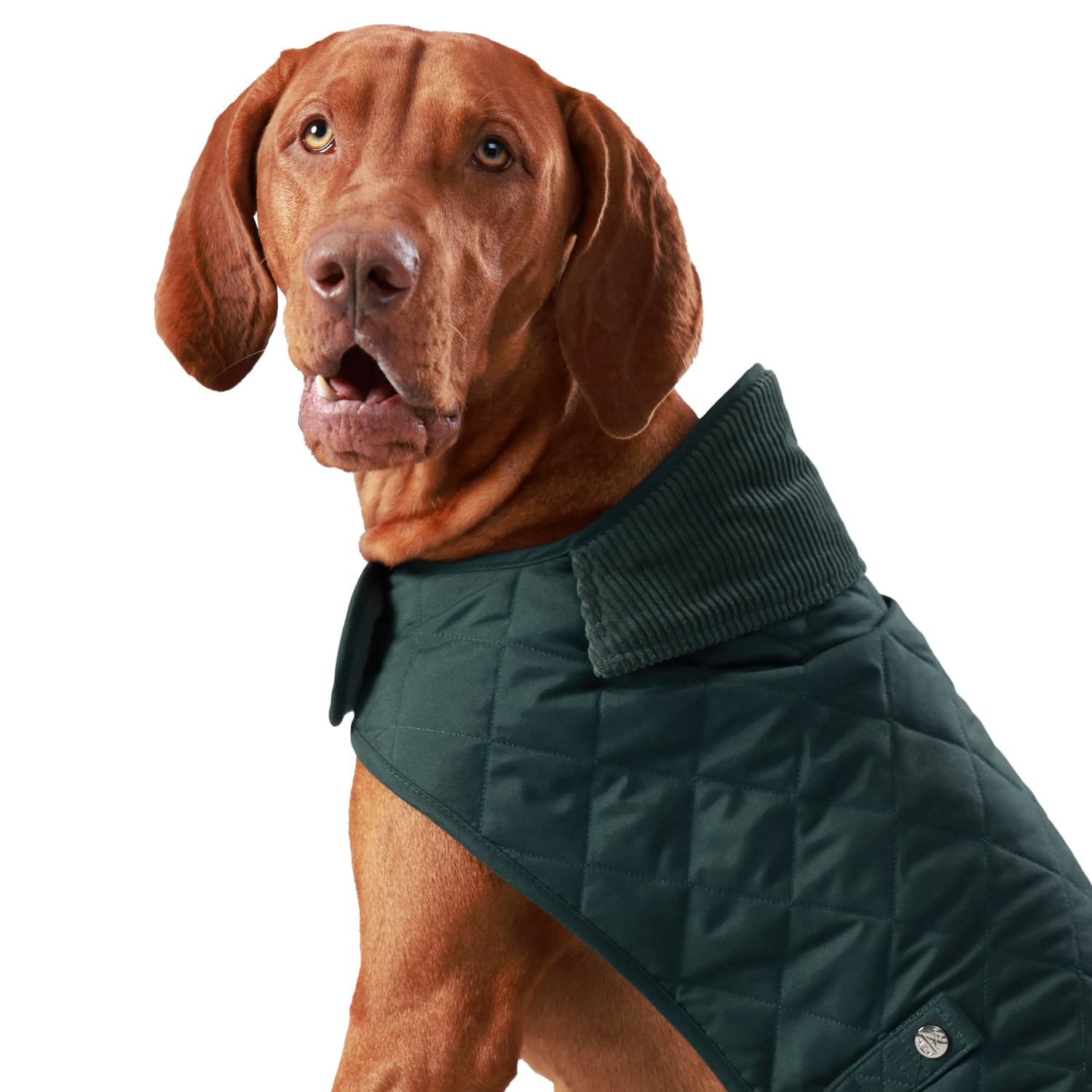 HUGO & HUDSON x HACKETT Quilted Dog Jacket Warm Winter Coat with Corduroy Collar, Forest Green XL