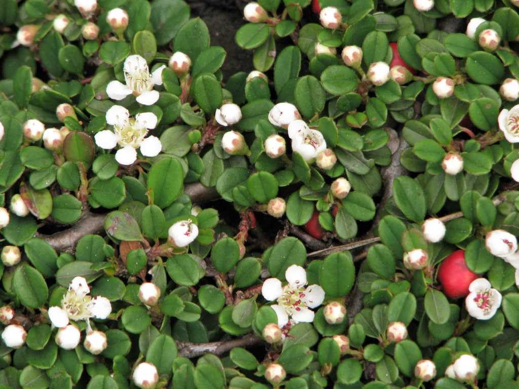 Stauden Gänge 50 x Cotoneaster dammeri 'Queen of Carpets' winterhart | Immergrüner Bodendecker für Sonne bis Halbschatten, Blüte Mai bis Juni, mehrjährig, 9x9 cm Topf