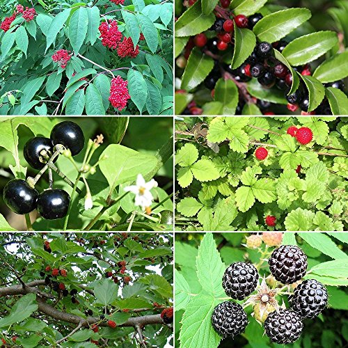 Berry Garden Seed Collection #1 - A 6 Variety Pack of Rare and Medicinal Berry Seeds! FROZEN SEED CAPSULES - The Very Best in Long-Term Seed Storage - Plant Seeds Now or Save Seeds for Years