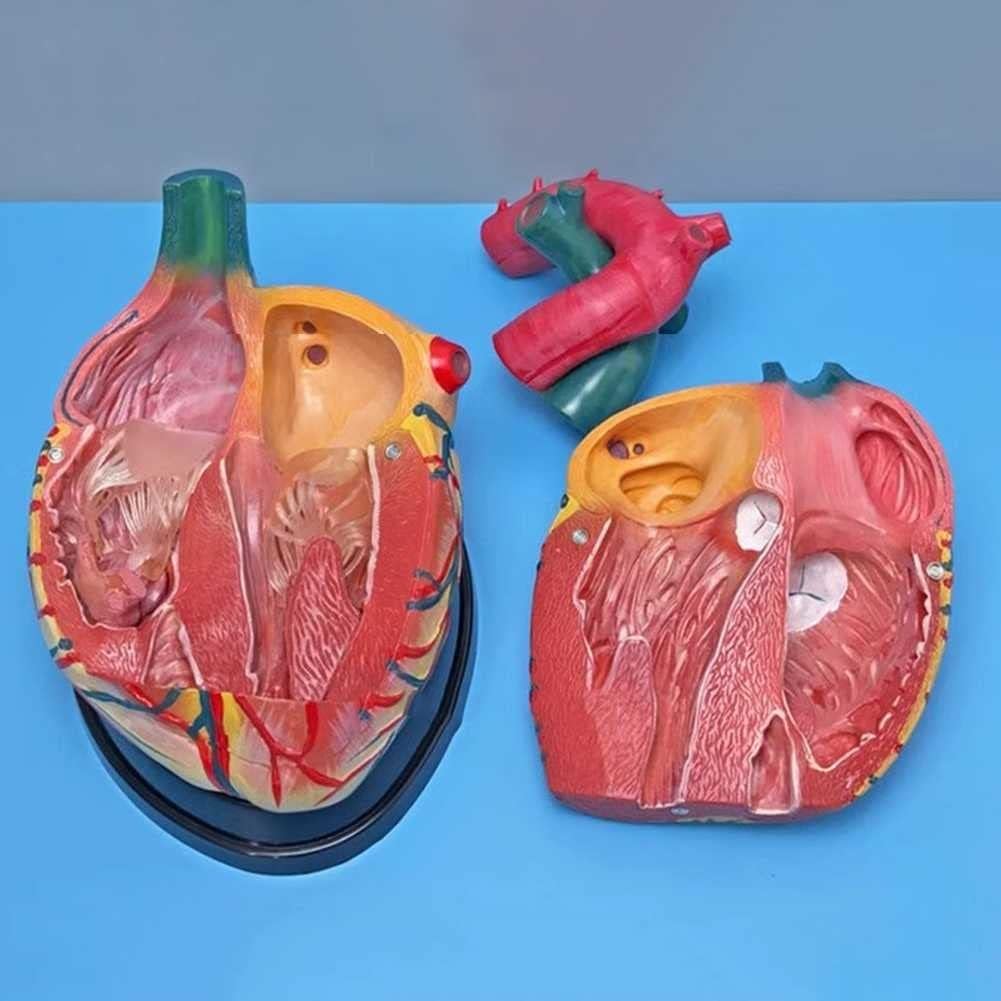 Coeur Humain 4X Agrandir Modèle, Coeur 3D Anatomie Mode, 3 Pièces Amovibles, Marqueurs Numériques Et Position Anatomique Description