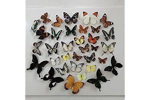 Unveiling the Enchanting Realm of Butterfly Art with 10Pcs Natural Unmounted Rhopalocera/Le...