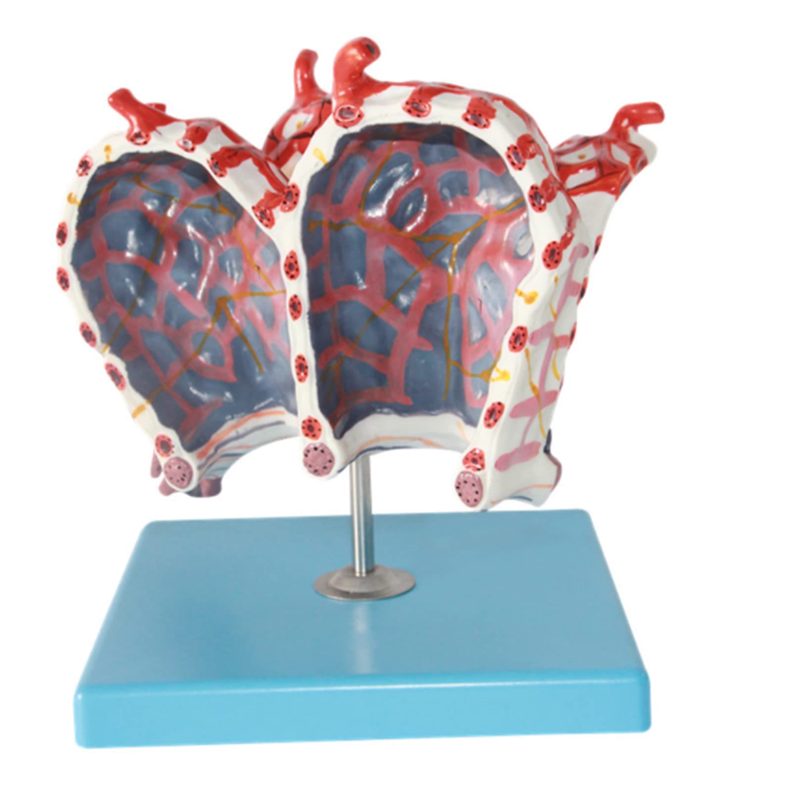 3D臓器モデル・胸部モデル｜3D臓器モデル・スタンダード臓器モデル｜株式会社クロスメディカル  研究モデル教育モデル肺胞拡大モデル、臓器解剖モデル、医療解剖学的肺胞モデル解剖学科学モデル、研究ディスプレイ教育医療モ