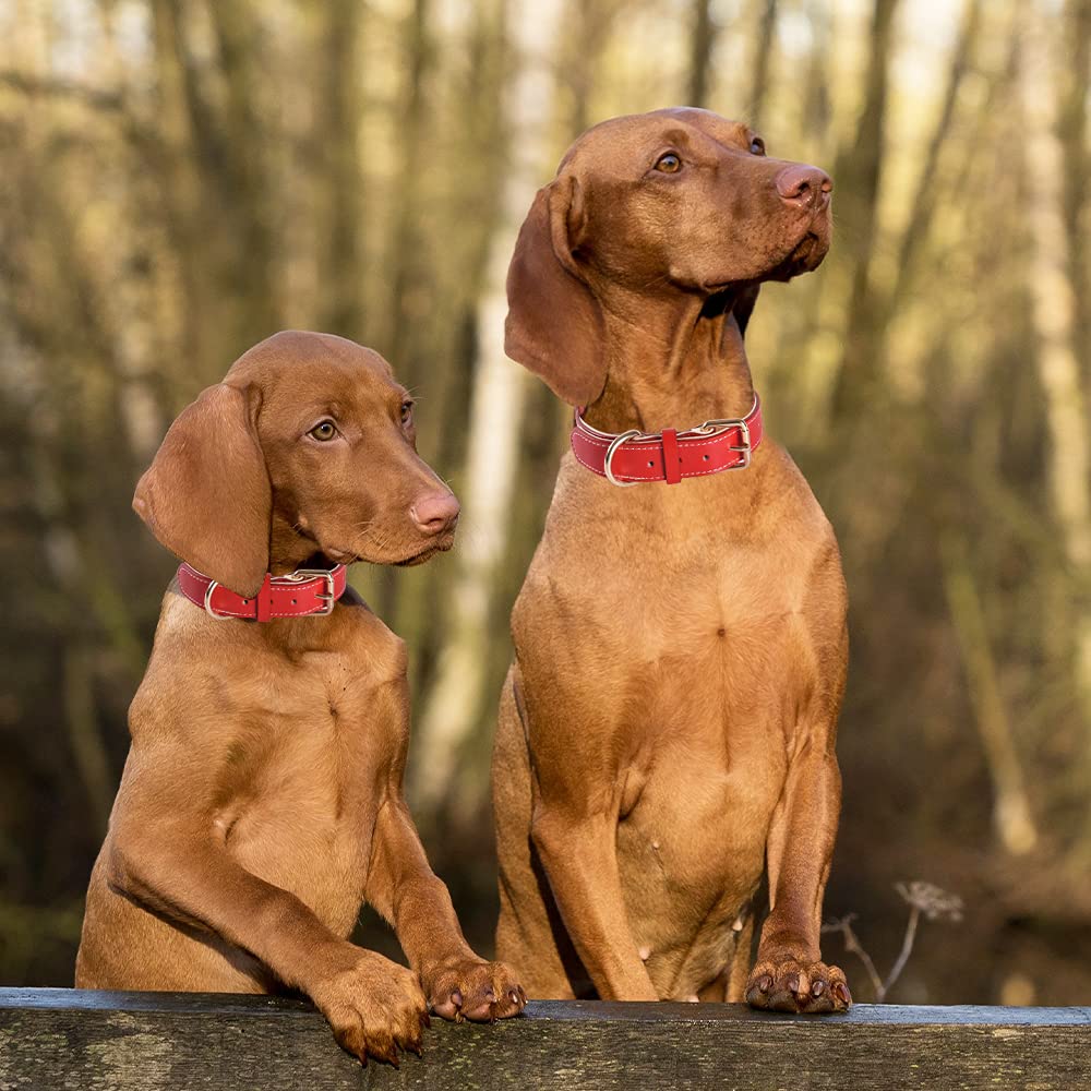 Collare Cani in Pelle Morbida Genuina Regolabile di Imbottito Migliore per Piccoli Cani di Razza Media Grande (L, Rosso)