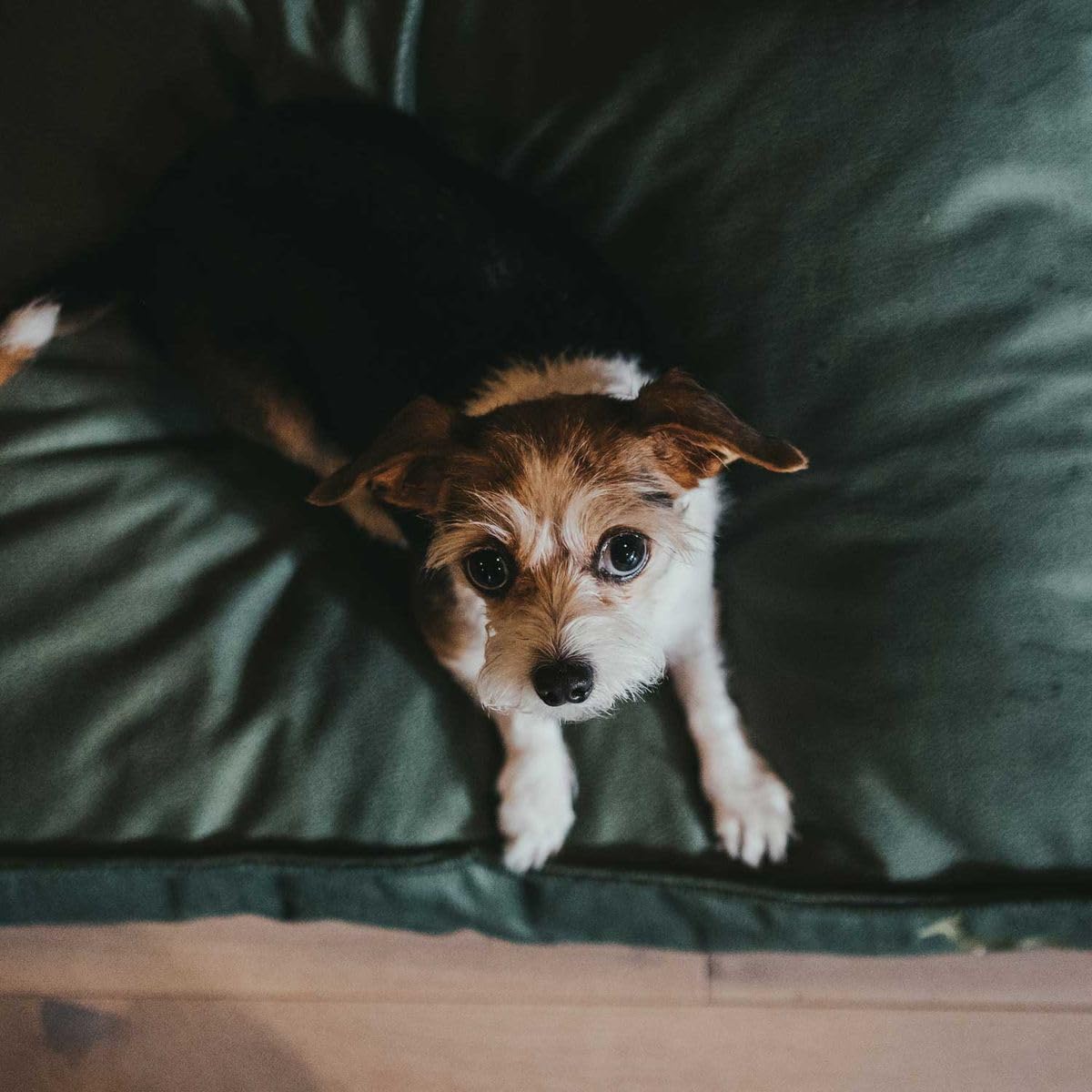 HUNTER Orthopädisches/Ergonomisches Hundekissen Merida mit Memoryschaum, Kann eine gelenk- und rückenschonende Haltung unterstützen; Rutschhemmende Unterseite, Farbe: Oliv, Größe: L