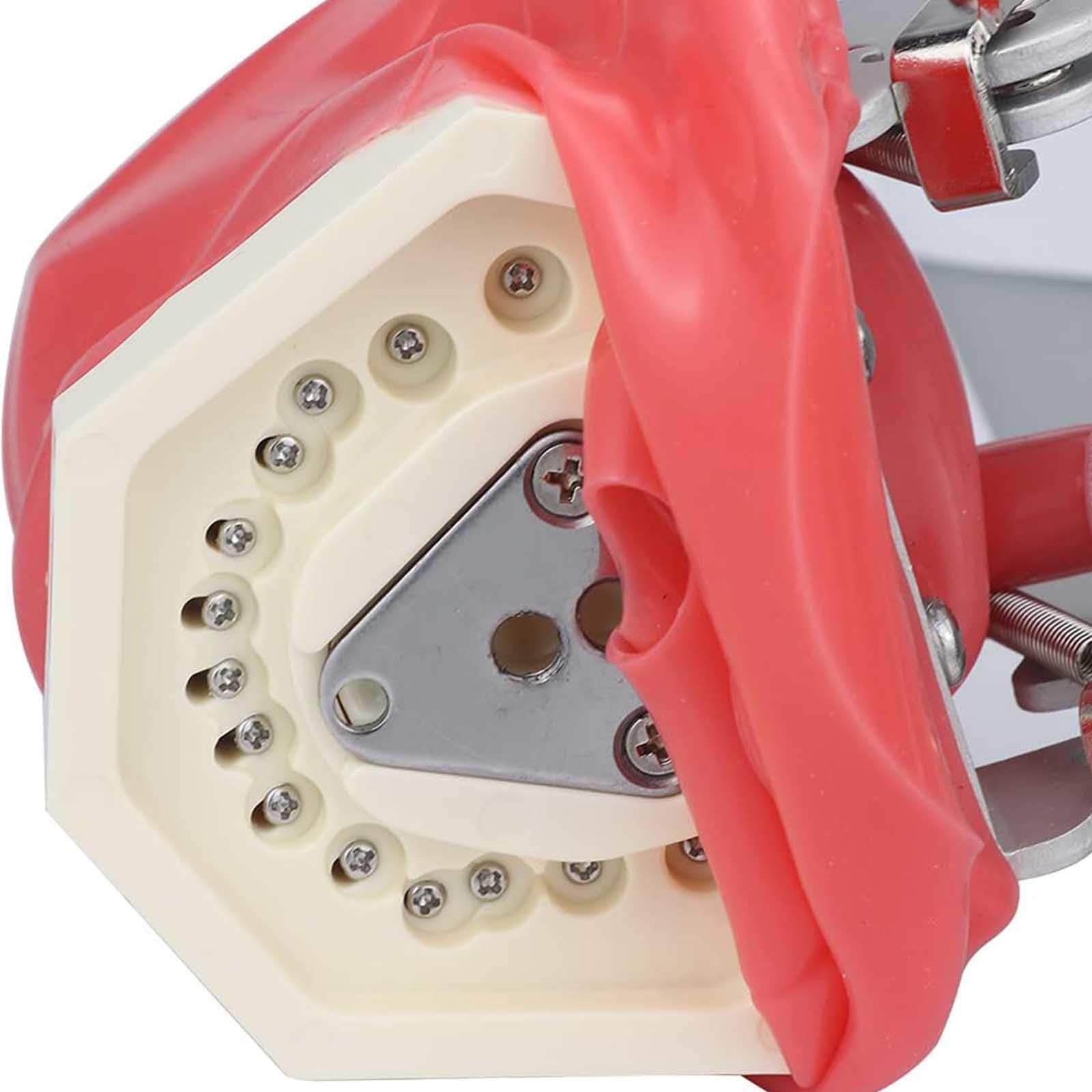 Tête Fantôme de Simulateur de Mannequin Dentaire – avec Modèle de Dents de Typodont Fixé sur Une Chaise, émulation élevée 1:1 Réglable à 360 Degrés pour Les écoles Dentaires, Formation