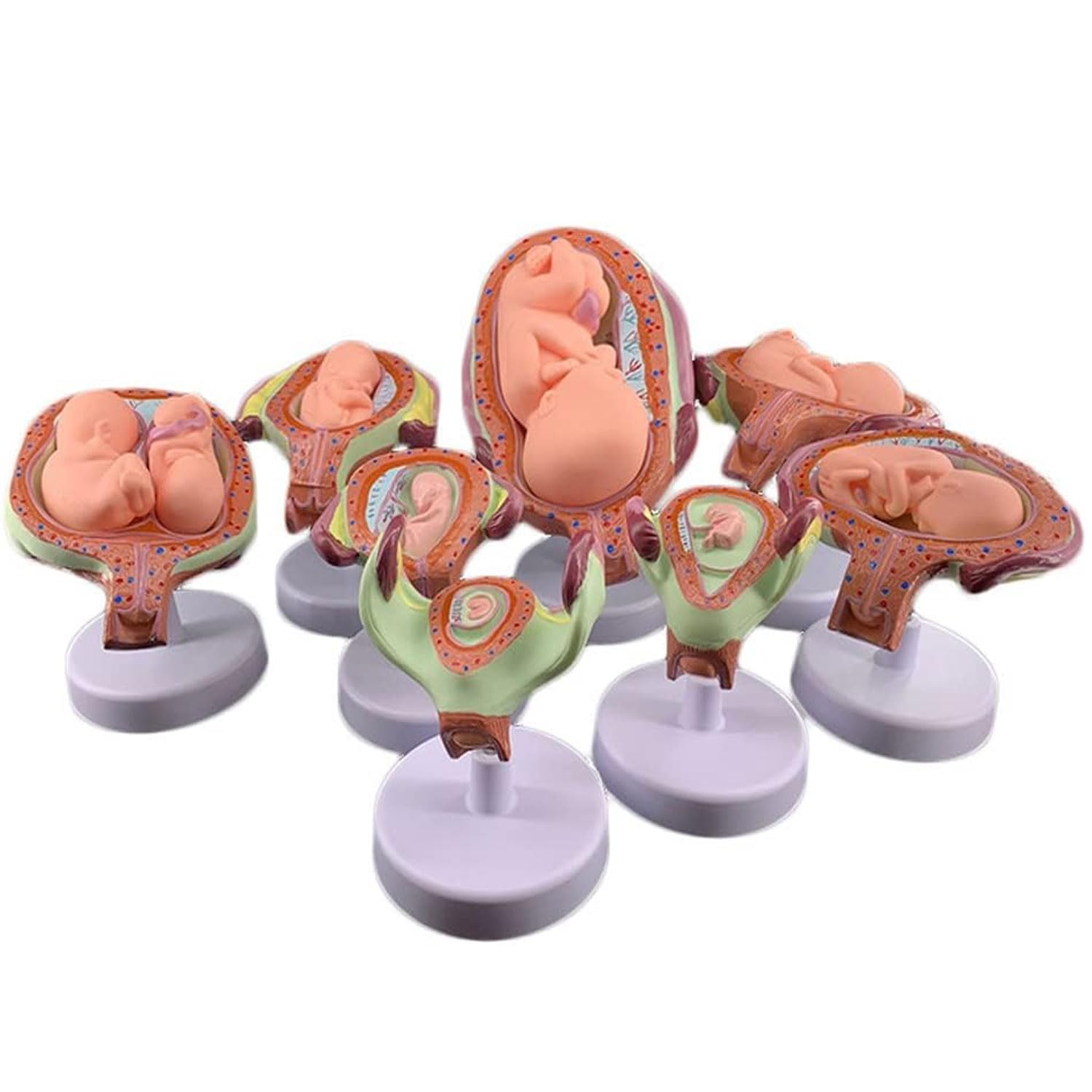 8 Stück menschliche Embryo/Fetus-Entwicklungsmodell, Stadien der Schwangerschaft in der Gebärmutter mit abnehmbaren Teilen, Schwangerschafts-Becken-Anatomie-Modell für Ärzte, Krankenschwestern